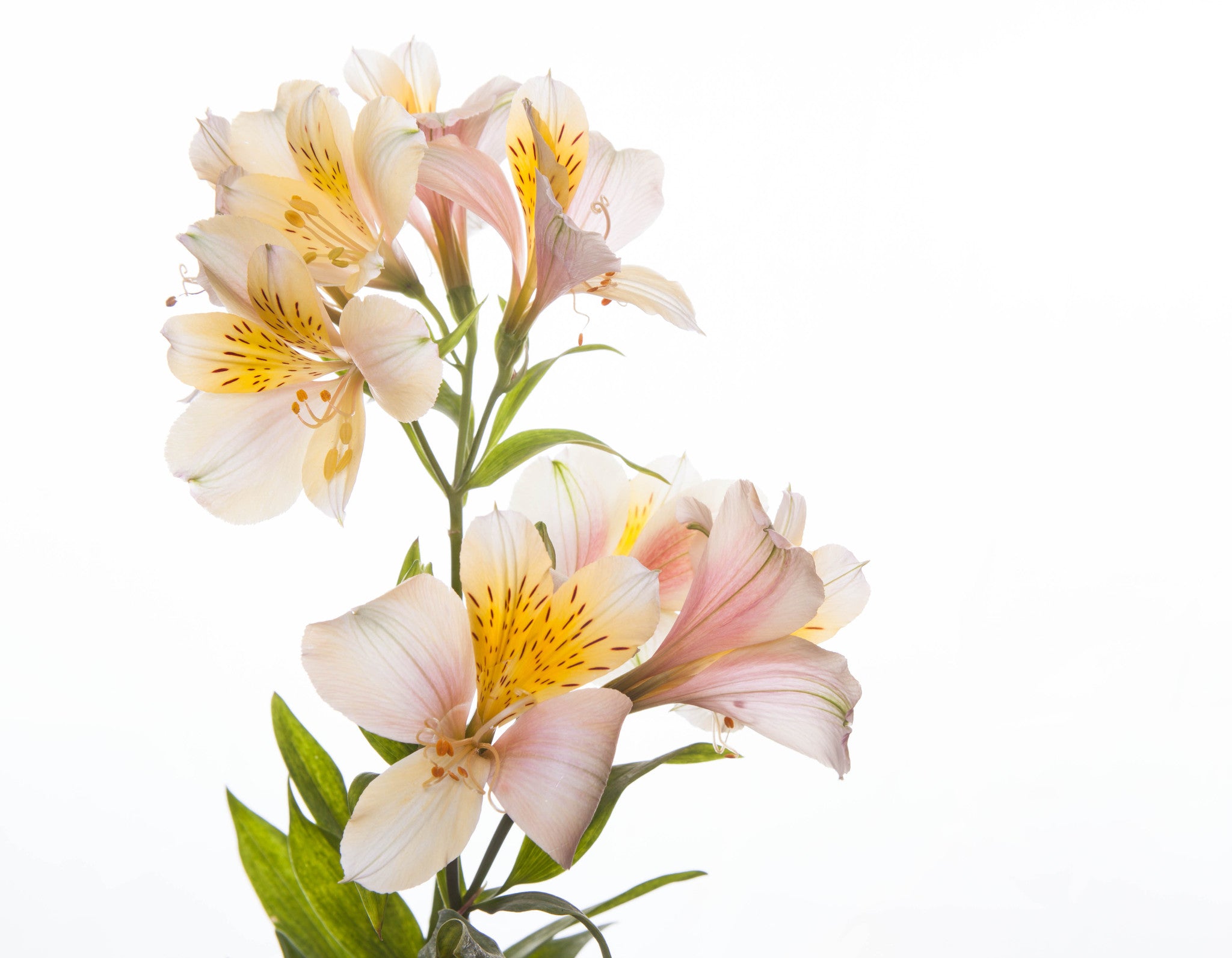 Alstroemeria White - BloomsyShop.com