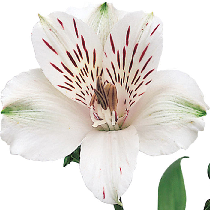 Alstroemeria White - BloomsyShop.com