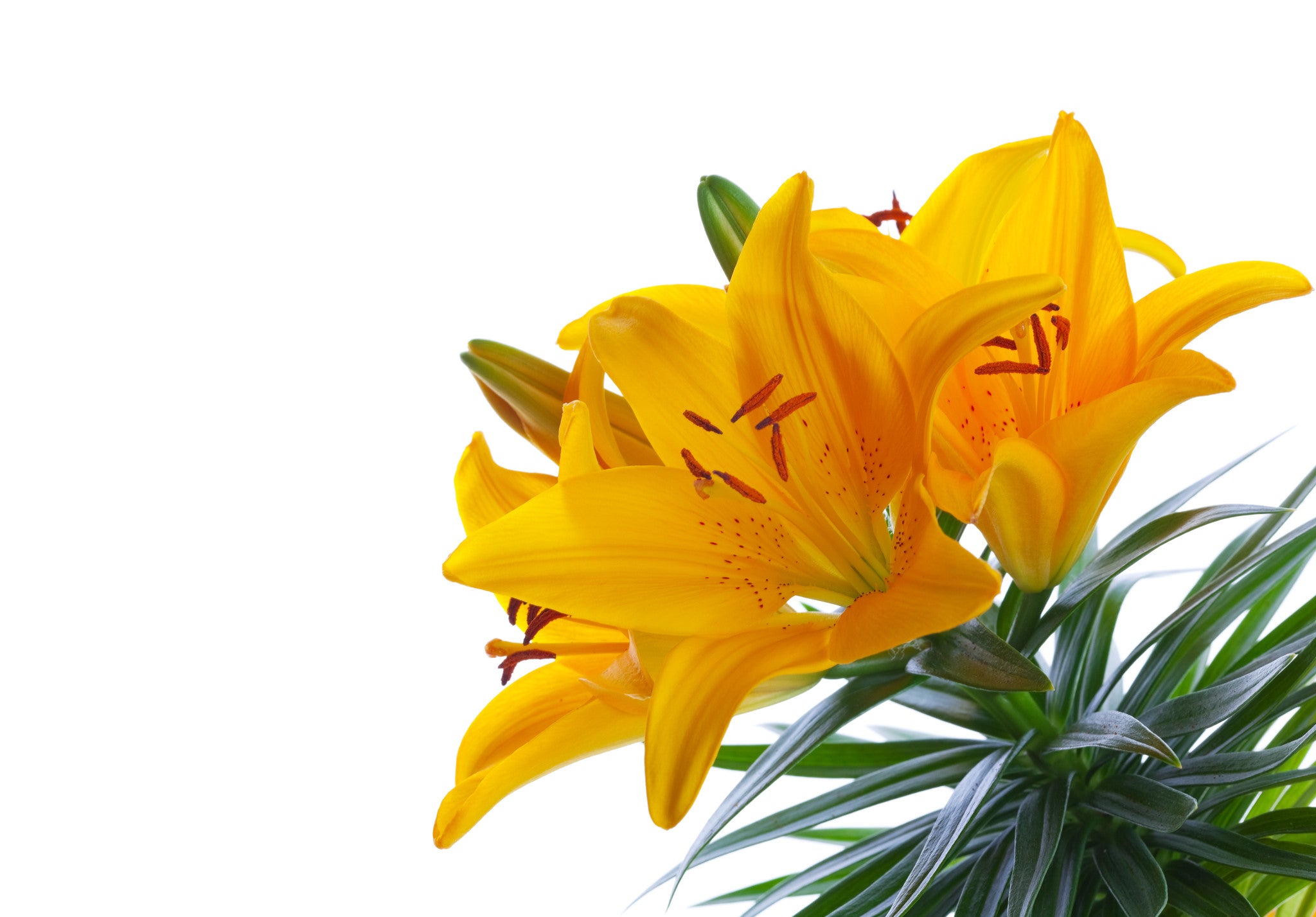 Asiatic Lilies Yellow - BloomsyShop.com