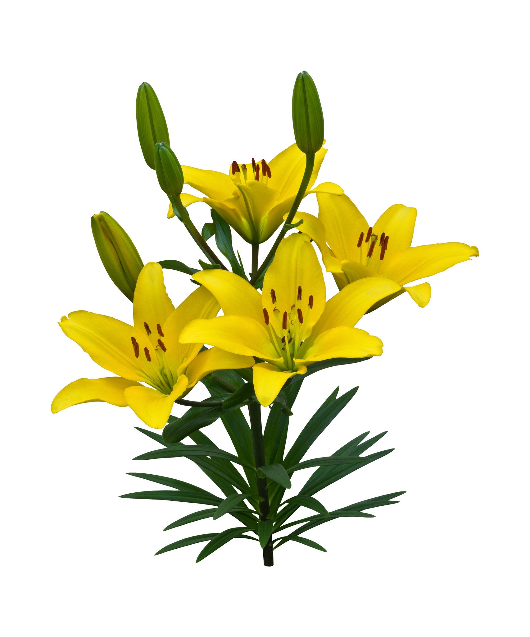 Asiatic Lilies Yellow - BloomsyShop.com