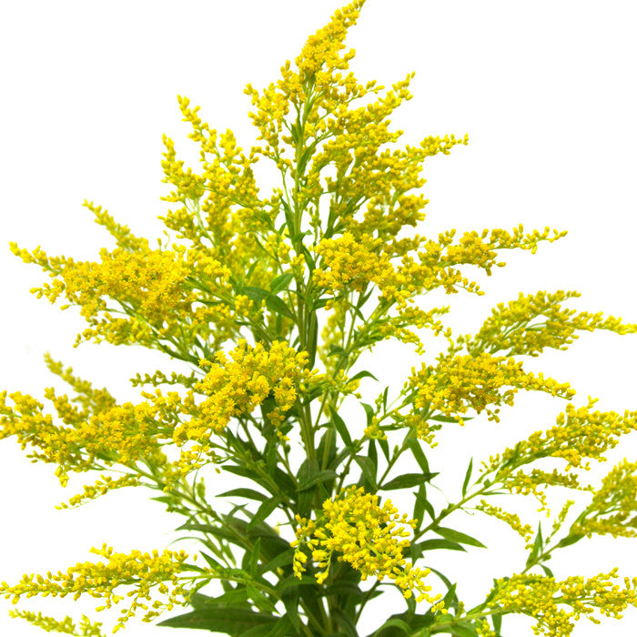 Aster Solidago - BloomsyShop.com