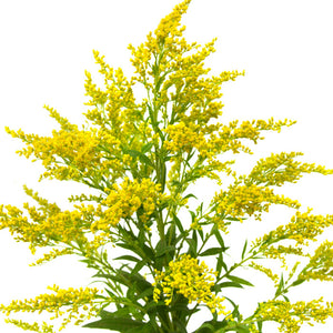 Aster Solidago - BloomsyShop.com