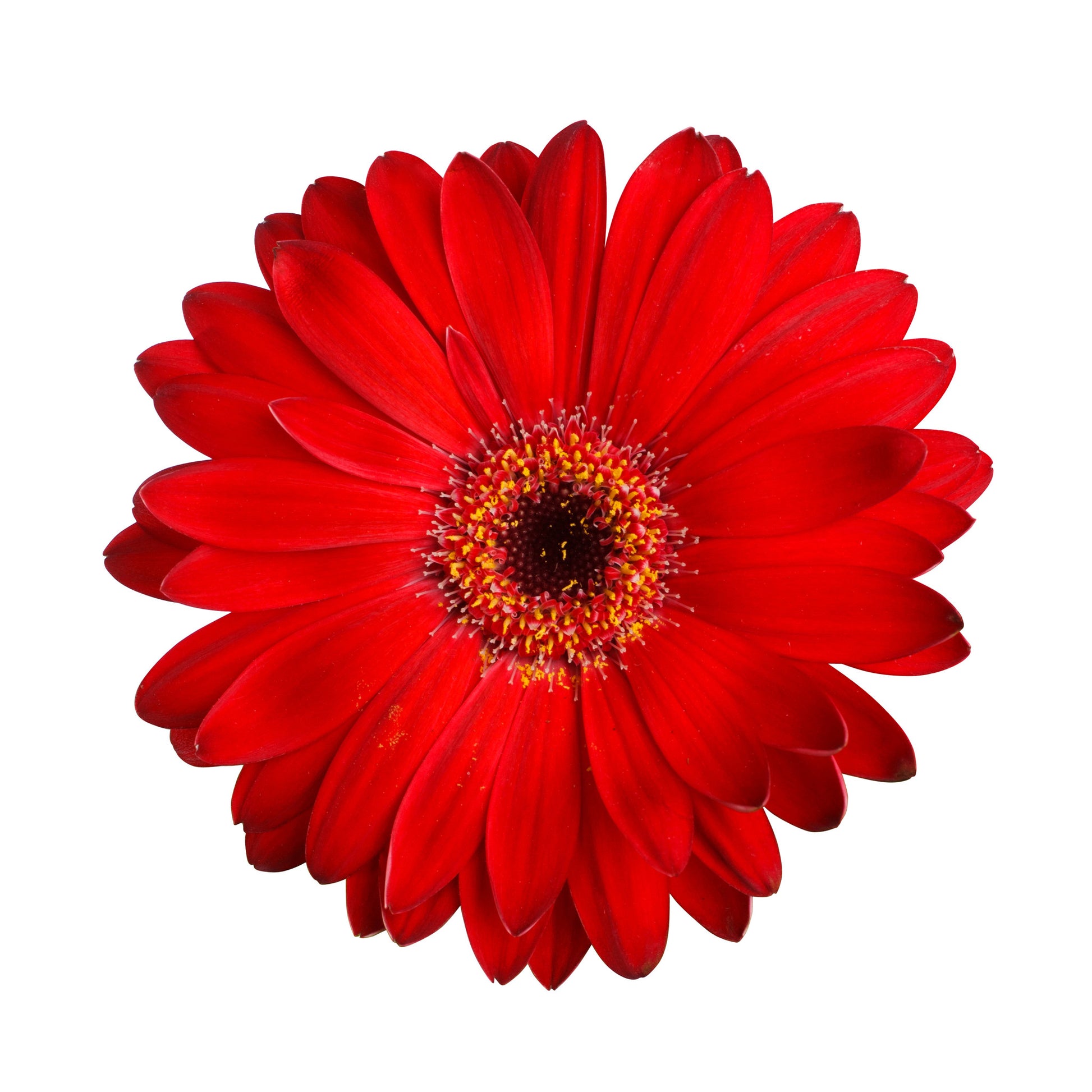 Red Gerbera Daisy - BloomsyShop.com