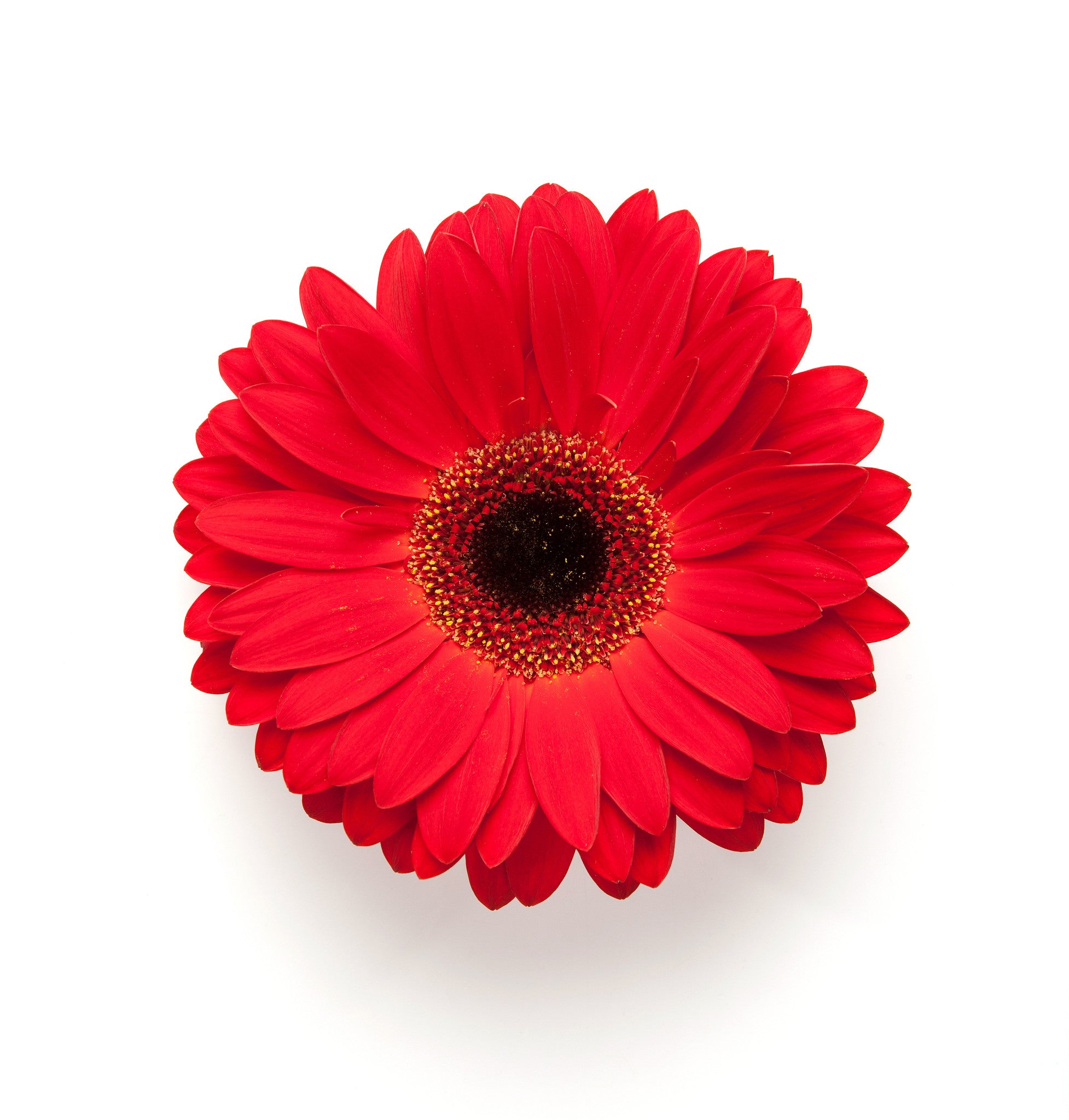 Red Gerbera Daisy - BloomsyShop.com