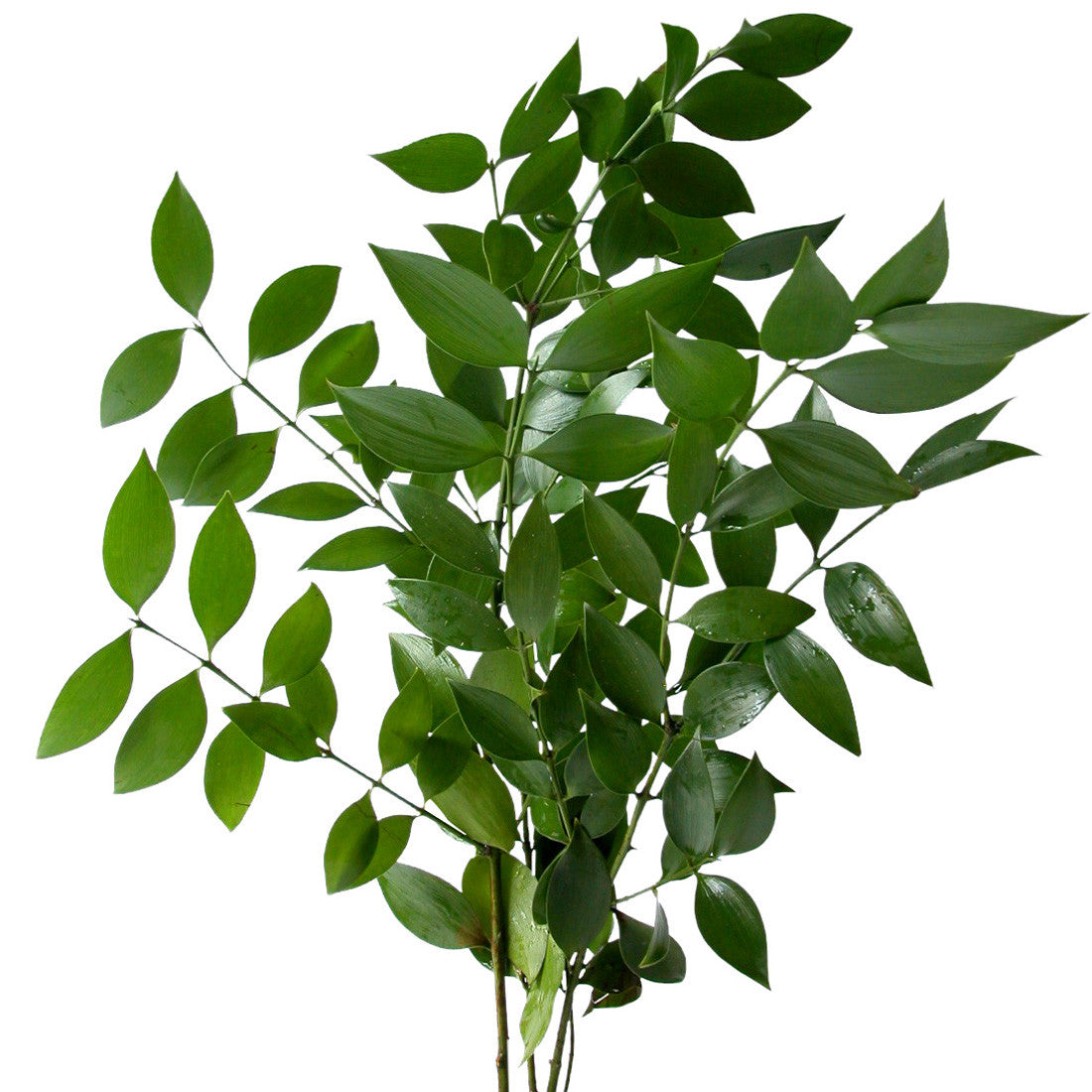 Green Israeli Ruscus - BloomsyShop.com