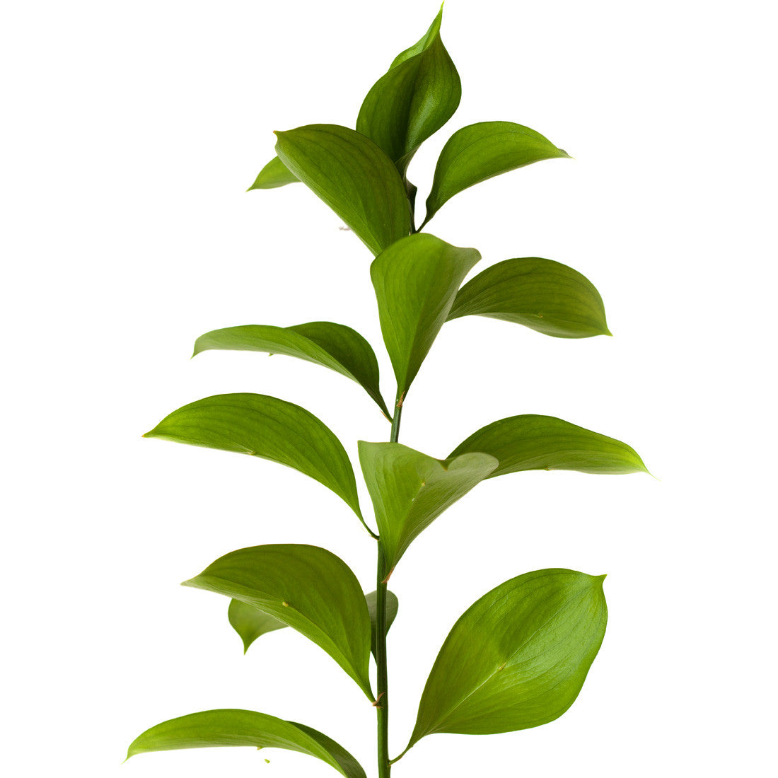 Green Israeli Ruscus - BloomsyShop.com