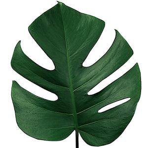 Green Monstera - BloomsyShop.com