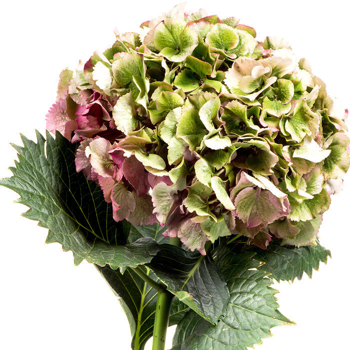 Hydrangeas, Jumbo - Bulk – Flowers For Fundraising