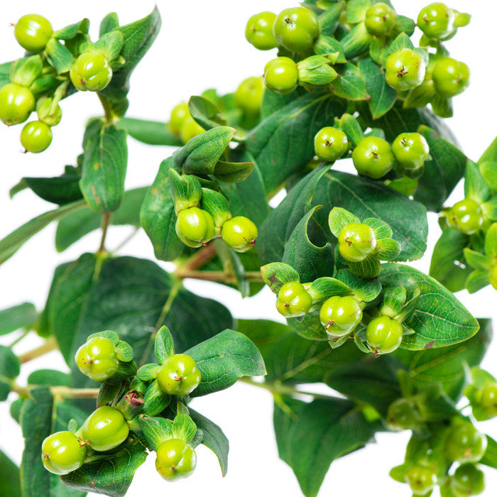 Hypericum Green - BloomsyShop.com