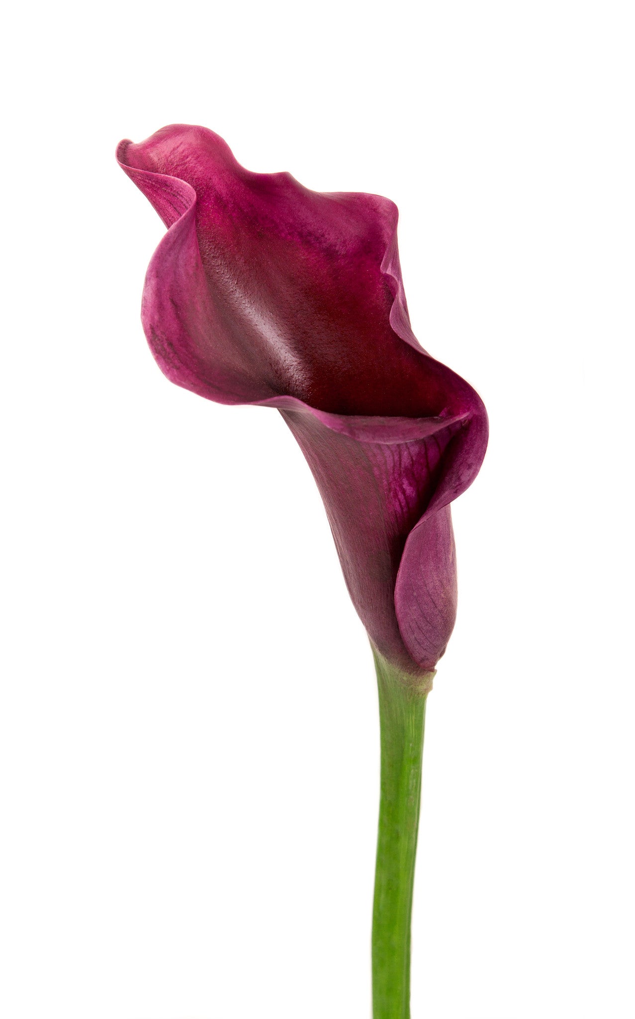 Mini Calla Red/Burgundy - BloomsyShop.com