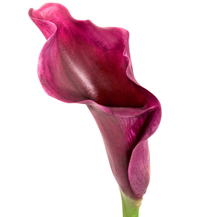 Mini Calla Red/Burgundy - BloomsyShop.com