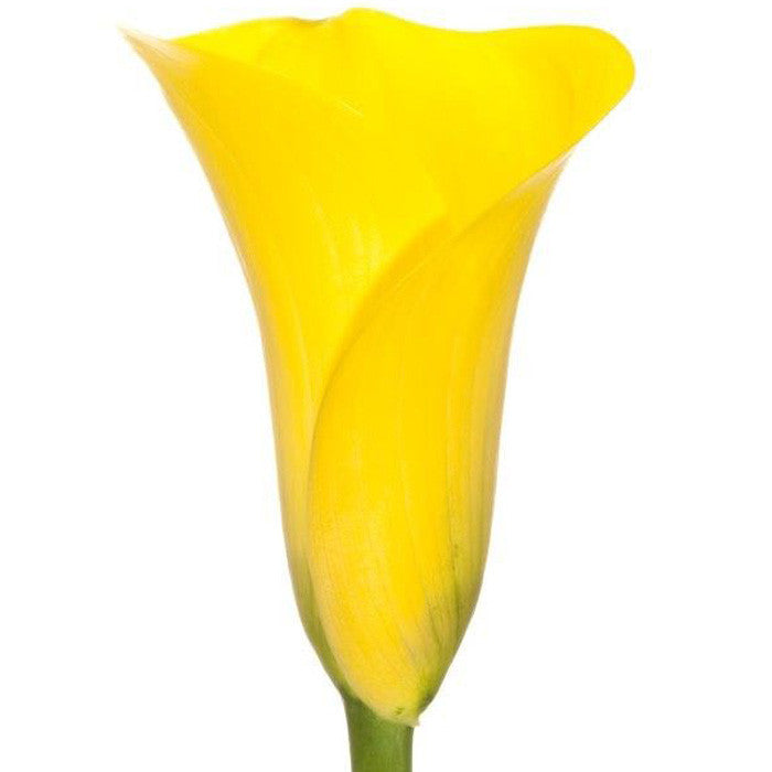 Mini Calla Yellow - BloomsyShop.com