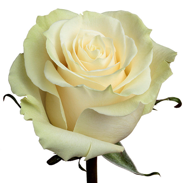 Roses White Mondial - BloomsyShop.com