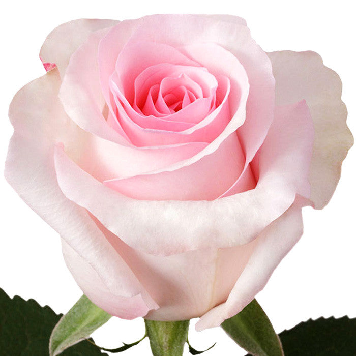 Roses Light Pink Nena