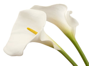 Calla White - BloomsyShop.com