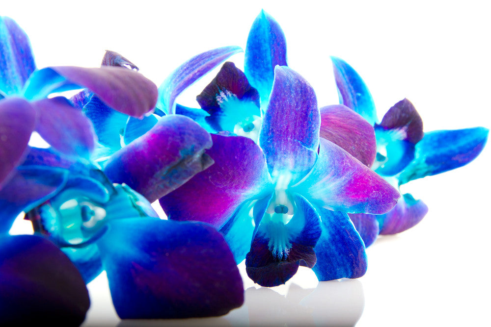 Dendrobium Orchids Blue - BloomsyShop.com