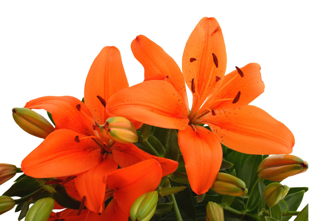 Asiatic Lilies Orange - BloomsyShop.com