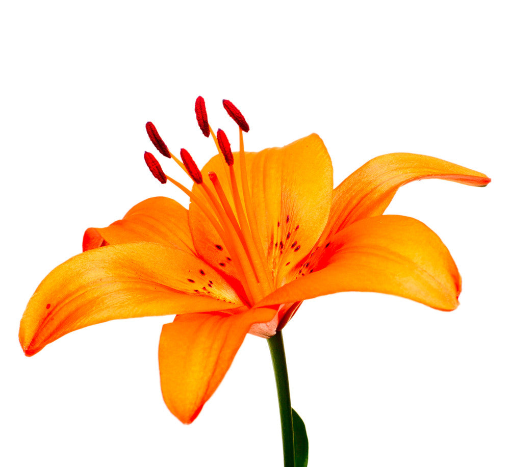 Asiatic Lilies Orange - BloomsyShop.com