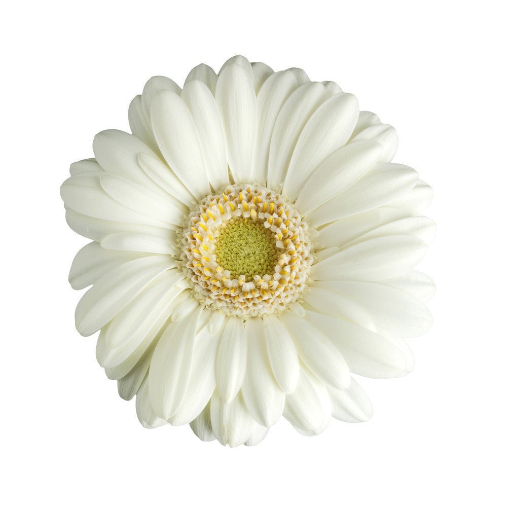 White Gerbera Daisy - BloomsyShop.com