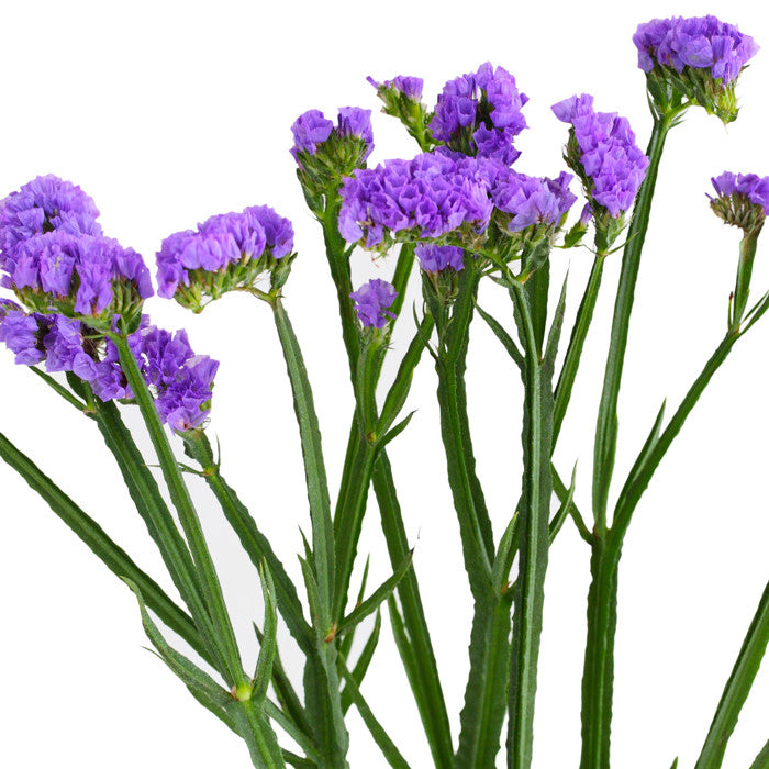 Statice Purple - BloomsyShop.com