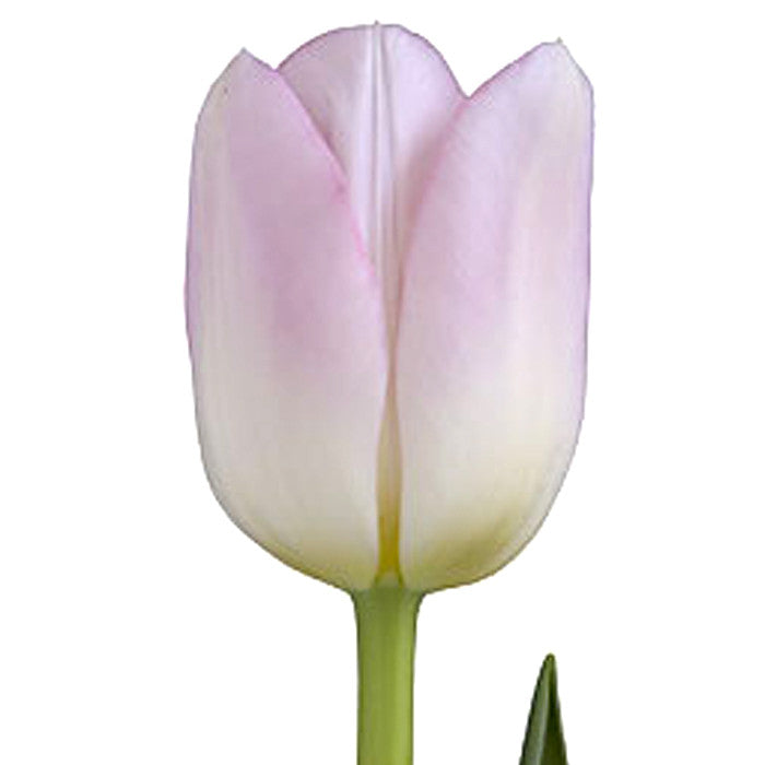 Light Pink Tulip - BloomsyShop.com